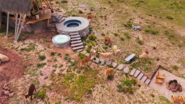 Peru 'daki çöl manzarası, sıcak küvetler ve ateş çukurunun yakınında otlayan lamaların yer aldığı..