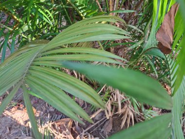 Parlak yeşil palmiye yapraklarının yakın plan görüntüsü. Arka planda kuru kahverengi bir yaprak var. Güneş ışığıyla aydınlatılıyor..