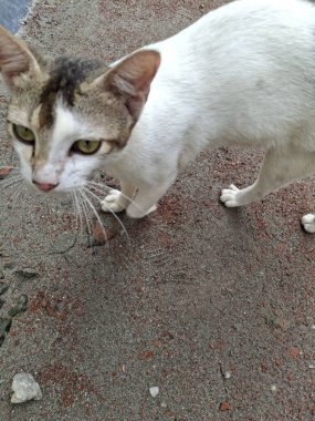 Bir kedinin yüzünün yakından çekilmiş portresi. Yeşil gözleri var, merakla yukarı bakıyor. Net detaylar ve canlı renkler görsel cazibeyi artırır.