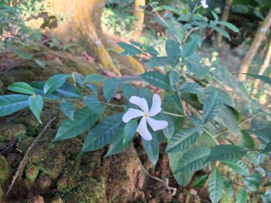 Beş sivri yapraklı, tek bir yıldız şeklindeki çiçeğin, yeşil yapraklardan oluşan bir arka plan ve yosun kaplı bir kayanın detaylı yakın plan çekimi..