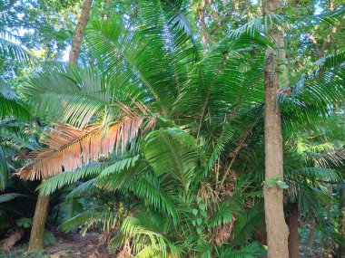 Canlı yeşil palmiye yapraklarının detaylı görüntüsü, bazı kuruma işaretleri gösteriyor, yemyeşil bir tropikal orman ortamında..