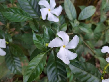 Beş yapraklı beyaz yıldız şeklindeki çiçeklerin ayrıntılı görüntüsü, yemyeşil yaprakların arka planına kurulmuş..