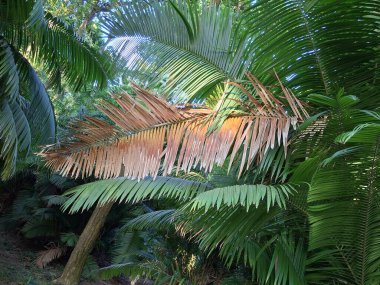 Büyük, kuru, kahverengi palmiye yaprakları, çevreleyen yeşil tropikal yapraklarla tezat oluşturur..