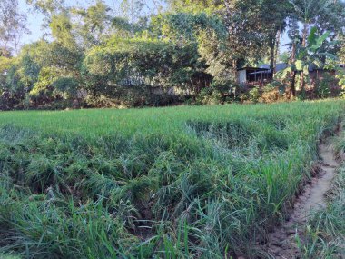 Uçsuz bucaksız yeşil pirinç bitkileri ön ve orta zemini ağaçlarla ve uzaktaki küçük yapılarla doldurur..