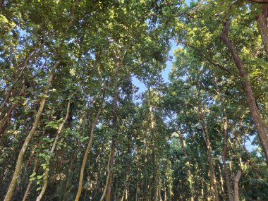 Yukarıdan bakıldığında, yoğun, yeşil yapraklı ağaçlardan oluşan bir gölgelik, çerçeveyi doldurur, mavi gökyüzünü görür..