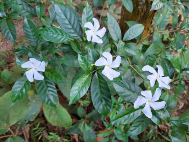 Birçok beyaz yıldız şekilli çiçekler bol koyu yeşil yapraklı bir bitkide görülebilir. Net detaylar ve canlı renkler görsel cazibeyi artırır.
