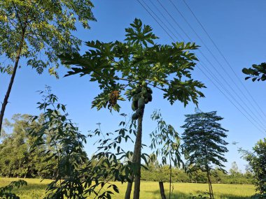 Gökyüzü açık mavi gökyüzü sözcüklerine karşı yeşil meyve yüklü papaya ağacını gösteriyor: papaya ağacı, meyve, papaya, yeşil meyve, tropik ağaç, yapraklar, doğa, gökyüzü, mavi gökyüzü, açık hava, tarım,...