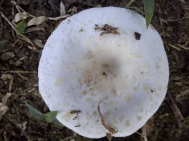 Yakından, yukarıdan aşağıya kahverengi benekli beyaz bir mantar şapkası, toprak ve çimlerle kaplı bir orman zemininde duruyor..