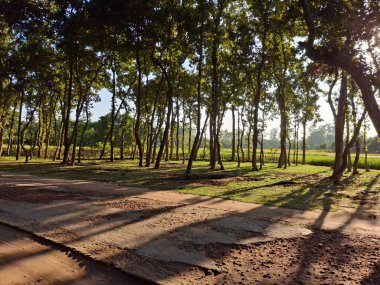 Güneşli bir orman yolu uzun ağaçlarla çevrili ve yerde uzun, dramatik gölgeler bırakıyor. Net detaylar ve canlı renkler görsel cazibeyi artırır.