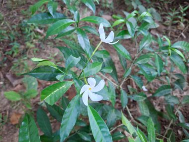 Sarı merkezli iki narin yasemin çiçeği açık havada yemyeşil yaprakların arasında çiçek açar..