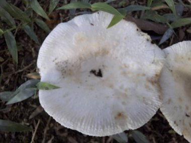 Kaburgalı desenli beyaz bir mantar, orman zemininde toprak, kuru yapraklar ve yeşil otların arasında gösterilir..