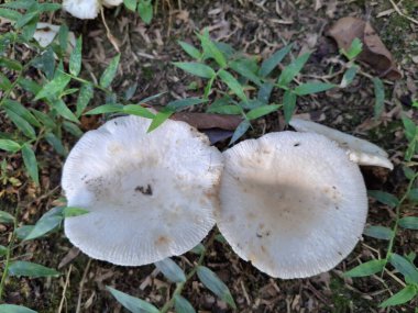 Görünür kaburgalı iki beyaz mantar toprak, kuru yapraklar ve yeşil çimlerle kaplı bir orman zemininde yer almaktadır..