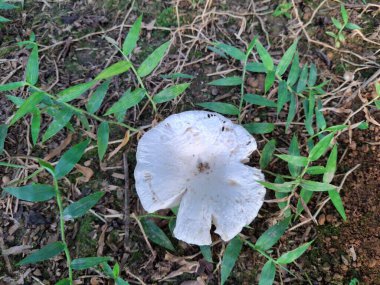 Hafif yırtık kenarlı beyaz bir mantar, orman zemininde toprak, kuru yapraklar ve çevreleyen yeşil otlarla oturmaktadır..