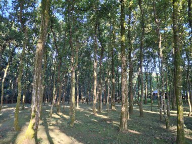 Uzun ağaçlar sık bir ormanı doldurur, güneş ışığı yosunlu zeminde benekli desenler yaratır ve uzun gölgeler bırakır..