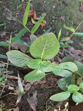 Canlı yeşil yapraklar ve ince bambu filizlerinin detaylı görüntüsü dağınık kuru yapraklarla kaplı dokulu bir orman zemininde dinleniyor..