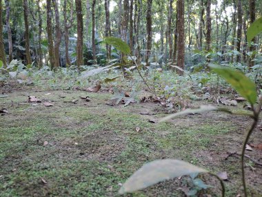 Arka planda genç bitkilerin ve ağaçların bulunduğu yosunlu orman zemininin alçak açılı görüntüsü, bazı ön planda bulanıklık var..