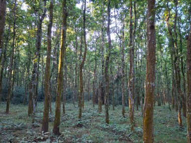 Uzun ağaç gövdeleri ve yemyeşil çalılıklarıyla sık bir orman. Güneş ışığıyla aydınlanıyor, gölgelikten süzülüyor..