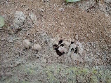 Bir karınca kolonisinin kuru topraktaki tünellerine yakın çekim. Yapının içindeki karmaşık açıklıkları ve yaprak parçalarını gösteriyor..