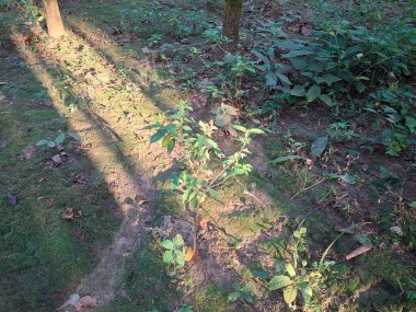 Benekli güneş ışığı ve gölgeli bir orman zemininde yosun, toprak ve küçük yeşil bitkiler görülür..