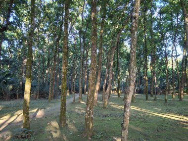 Uzun ağaçların arasından süzülen ve yosunlu zeminde gölgeler yaratan bir patika..