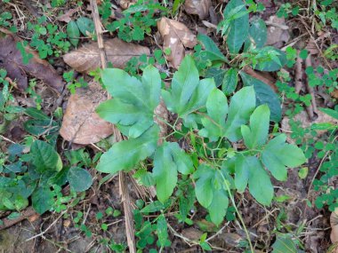 Kuru yapraklar ve dallarla kaplı bir orman zemininde dinlenen yeşil, tutkulu bir çiçek sarmaşığının yakın görüntüsü..