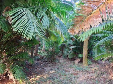 Yoğun bir orman yolu yemyeşil palmiye yaprakları ve yaprakların arasından süzülen benekli güneş ışığı tarafından çerçevelenir..