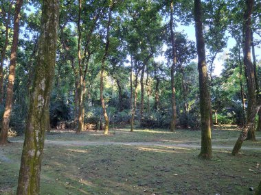 Ormanın içindeki açık bir alanda uzun ağaçlar, benekli güneş ışığı ve çimlerin üzerine düşen gölgeler bulunur..