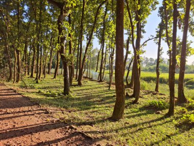 Güneş ışığı ormanın içinden akar, ağaçlardan toprak bir yola ve yemyeşil bir araziye uzun gölgeler bırakır..