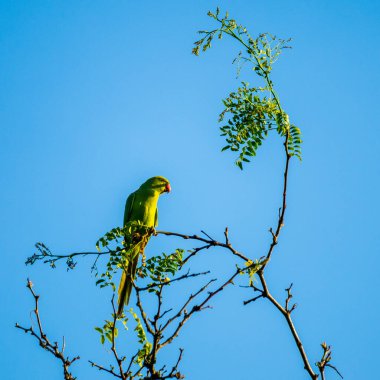 Açık mavi arkaplanda yeşil dallar üzerinde kavrulan yeşil papağan.