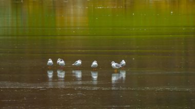 Donmuş göl üzerindeki kış etüdü: Yeşil bitkilerin yansıtıldığı bir grup martı buzda kalır