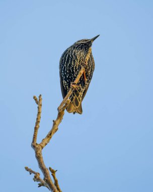 Starling mavi gökyüzüne karşı bir dala tünedi.