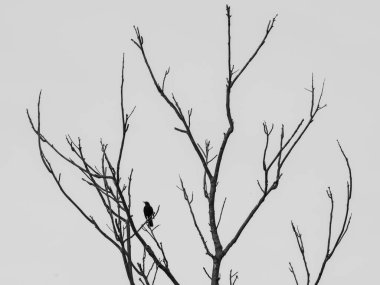 Çıplak dalları ve kuşlarıyla siyah gri etek.