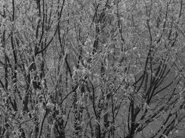 Buzla kaplı ağaç dallarıyla kışın etek.