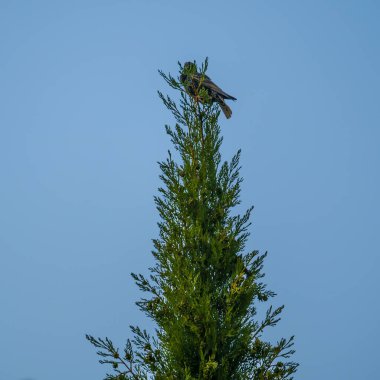 Mavi yeşil etek, uçsuz bucaksız yeşil ağacın tepesinde