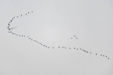 Turnalar gri gökyüzüne doğru uçuyor