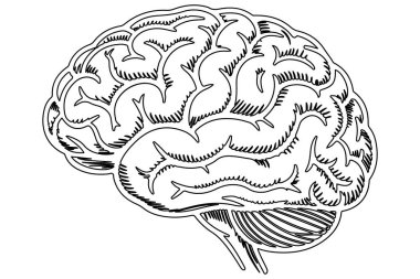 İnsan beyni çizimi olan beyin.