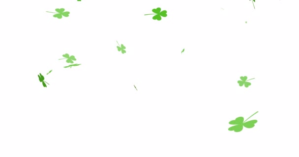 Shamrocks Leaf Fall Animation Falling Clover Leaves Isolated White Background — Stock Video