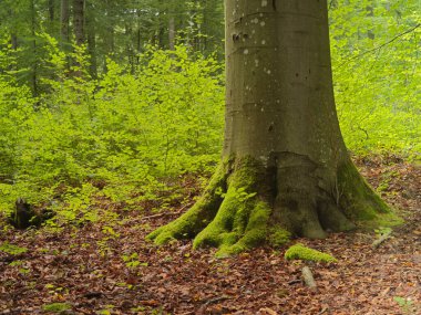 Yosun kaplı ağaç gövdesi ve güneşli ormanda parlak yeşil bir alt hikaye.