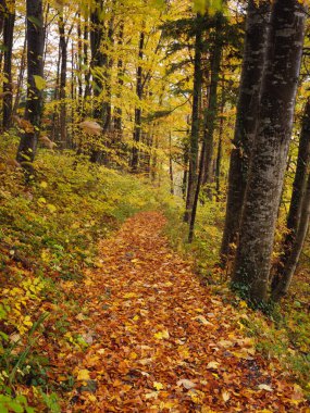 Sonbahar Ormanı Yolu Altın Yapraklarla kaplı Huzur Yolu boyunca