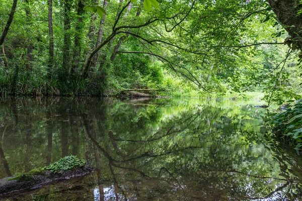 Nehir yüzeyinde yeşil yansıma