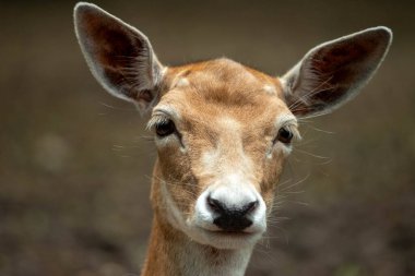 Doğrudan kameraya bakan bir geyiğin önden yakın çekimi..