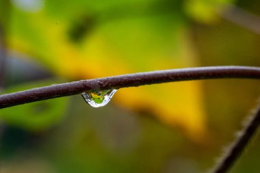 Kahverengi bir daldan sarkan tek bir yağmur damlasının makro fotoğrafı, sonbahar renklerini yansıtıyor. Bulanık yeşil ve sarı arka plan yumuşak, doğal bir atmosfer yaratır. Doğa, tazelik, yağmur ve env kavramları için ideal
