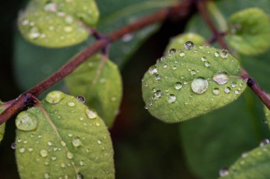 Yağmur damlalarıyla kaplı çoklu yeşil yaprakların detaylı makro görüntüsü, yağmurdan sonra doğal güzelliği ve tazeliği gösteriyor.
