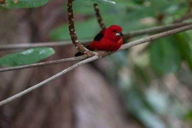 Canlı tüylerini ve zıt siyah kanatlarını gösteren, yemyeşil bir dalın üzerine tünemiş parlak kırmızı bir tanger..