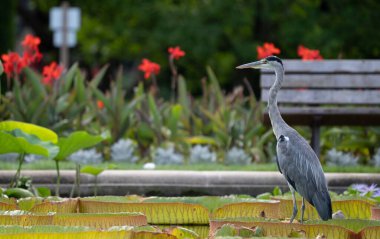 Uzun, gri bir balıkçıl, yemyeşil ve kırmızı çiçeklerle çevrili, gür bir bahçede, büyük bir zambak pedlerinin arasında duruyor.