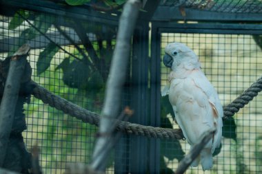 Kuşhanede kalın bir ipe tünemiş beyaz bir papağan. Etrafındaki yaprakların yumuşak yeşil yansımalarıyla aydınlatılmış..