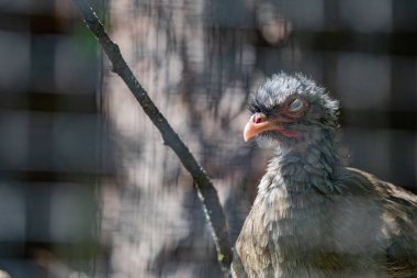 Seriema kuşu güneş ışığında bir kuşhanenin içinde duruyor, tüylerinin dokusunu ve turuncu gagasını gösteriyor..