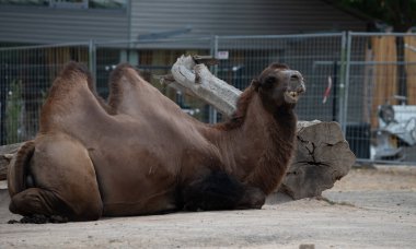 Bactrian deve yalan söylüyor ve başını kaldırıyor, kambur ve ifade edici yüzünü vurguluyor.