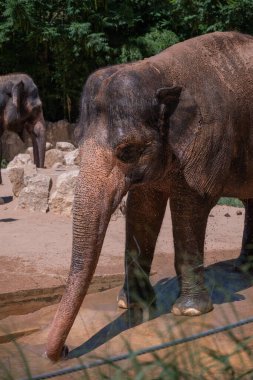 Bir Asya fili su içerken serinliyor, dokulu derisini ve doğal davranışlarını vurguluyor..