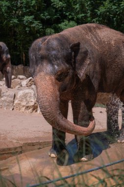 Asyalı bir fil gövdesini kaldırıyor, çamurla kaplı, doğal davranışlar sergiliyor ve sert bir doku sergiliyor..